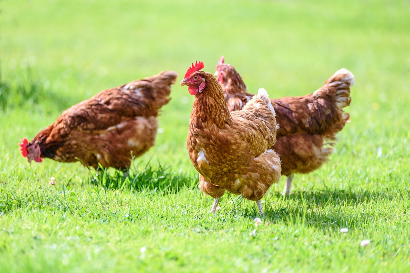 Looking for Cage-Free Eggs in Egypt? You can Now Finally Find it Easily as Majid Al Futtaim Commits to Cage-Free Eggs Under New Animal Welfare Policy in a Regional First