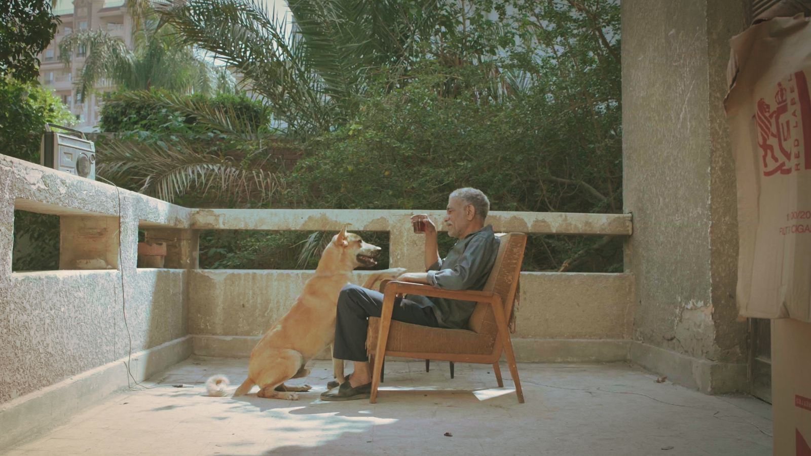 Stray Animals Star in Director Ahmad Abdalla’s Film 19B