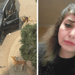 Former Belly Dancer Aggressively Claps Back After Being Caught Abandoning Her Paralyzed Dog in the Street
