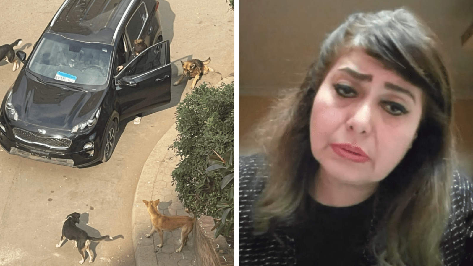 Former Belly Dancer Aggressively Claps Back After Being Caught Abandoning Her Paralyzed Dog in the Street