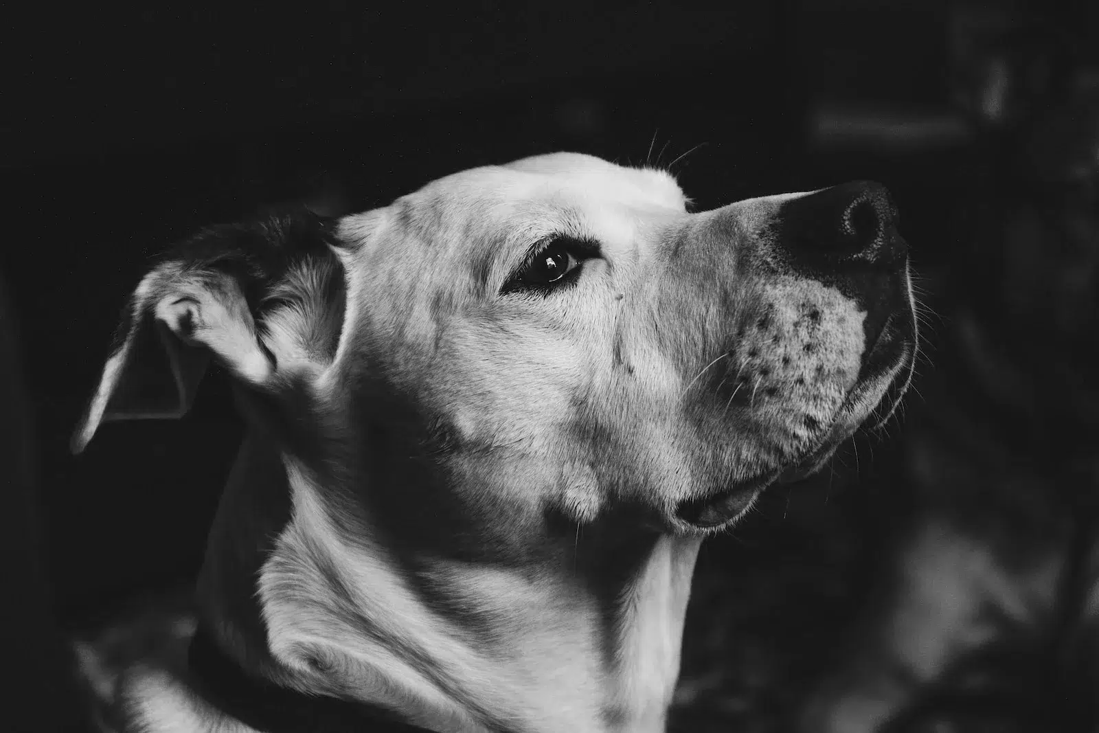 A Look at the Controversial Dog Ownership Laws in Egypt: Breed Restrictions and Legal Battles grayscale photography of short-coated dog