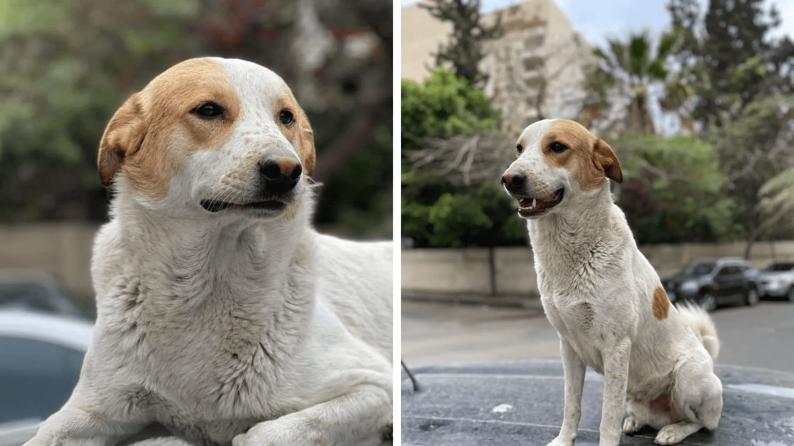 Justice for Shalaby: The Dog Shot in Broad Daylight in Kafr Abdo Justice for Shalaby: The Dog Shot in Broad Daylight in Kafr Abdo