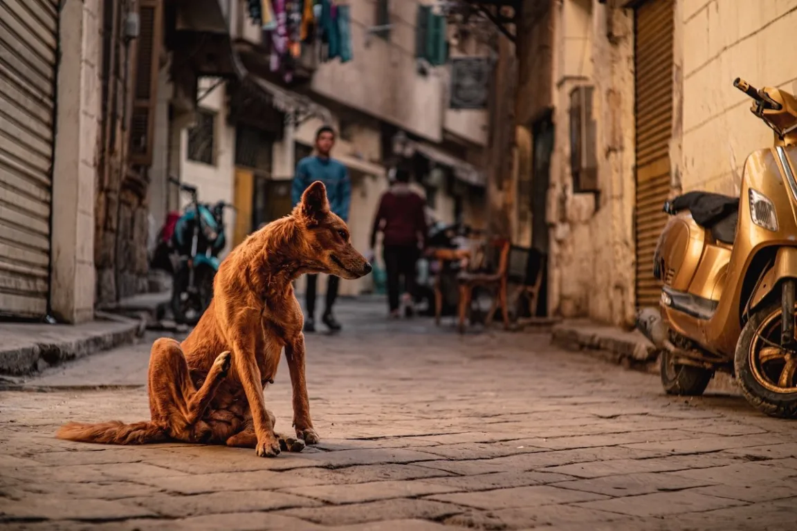 Beating the Heat: How to Support the Community and Stray Animals During Egypt's Heatwave