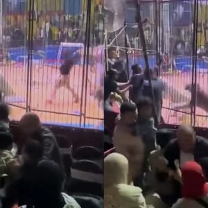 Circus Worker Loses Arm After Feline Attack at Circus in Tanta Performance Circus Worker Loses Arm After Tiger Attack in Tanta Performance