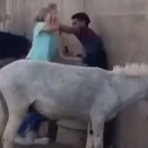 Dutch Tourist Detained in Egypt for Assaulting Man After Witnessing Animal Abuse Near Pyramids