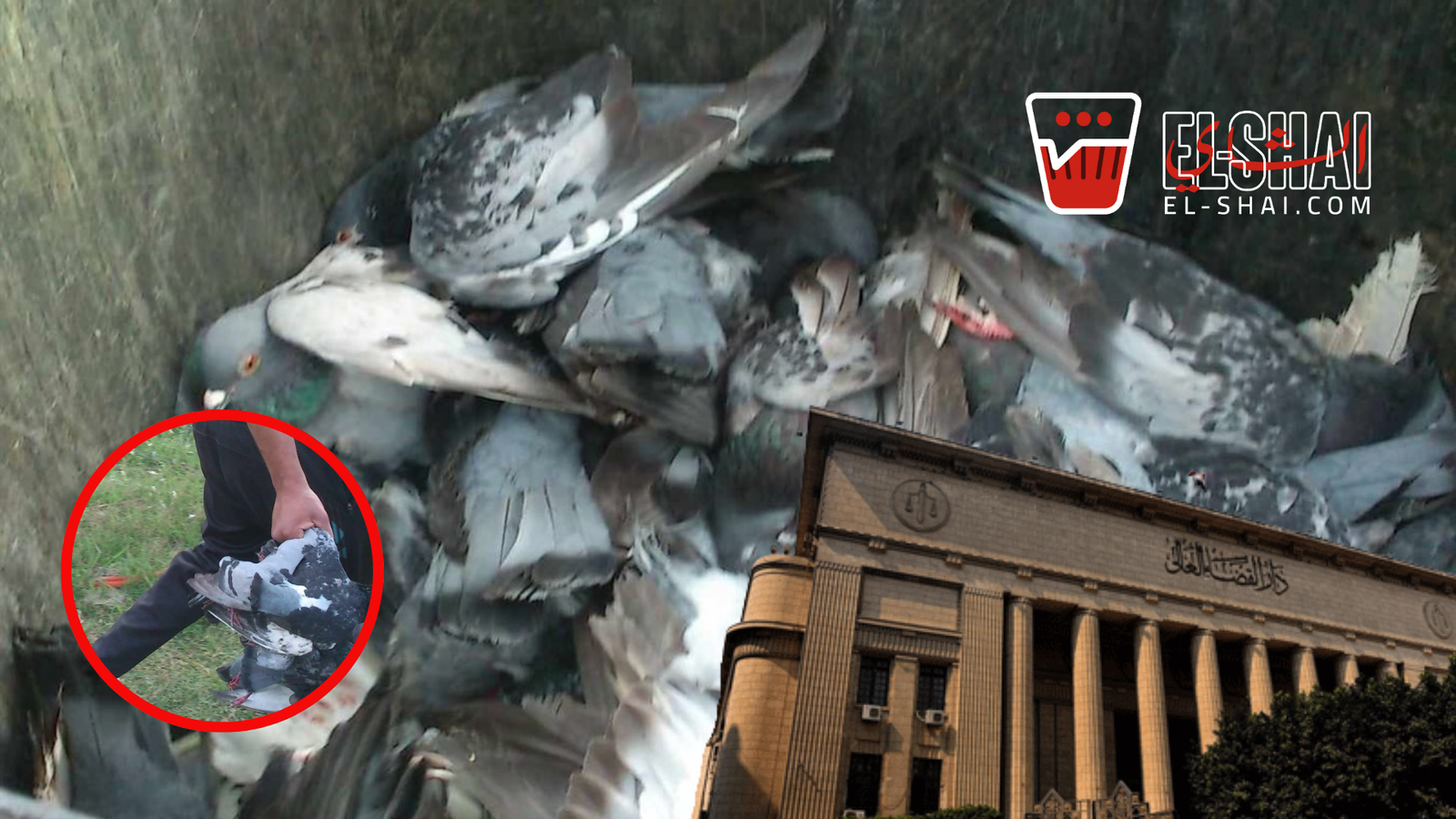 Pigeon Shooting, Bans, and More: What’s Going On At Nady ElSeid? Nady ElSeid and Pigeon Shooting