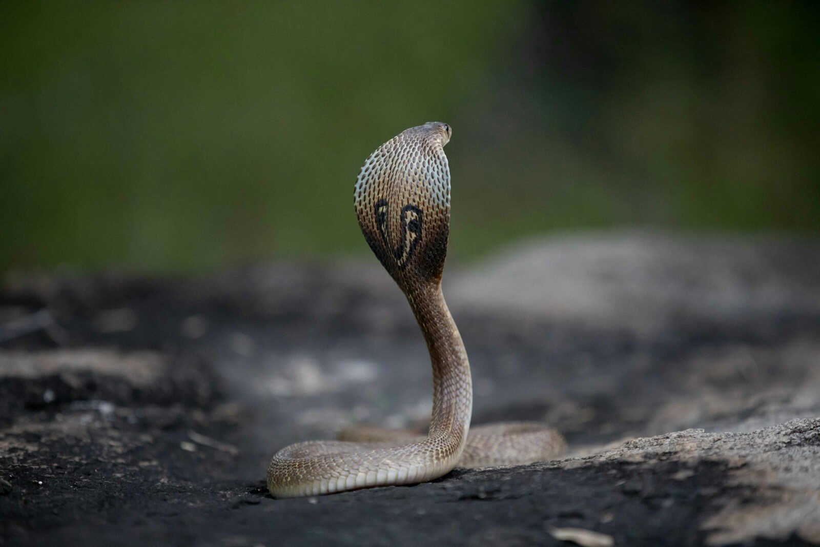 a close up of a snake on a rock