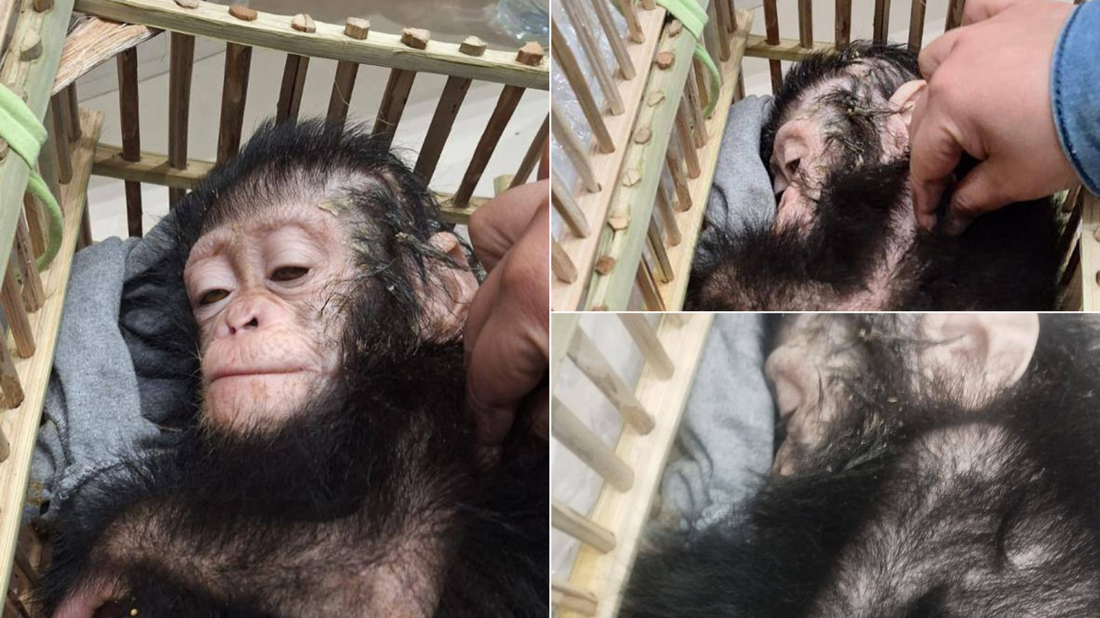 Chimpanzees