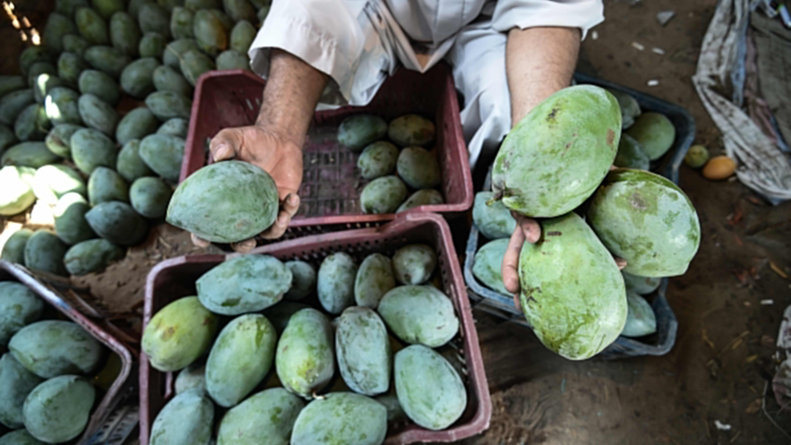 Mango Season